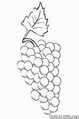 Uvas Racimo Uva Colorare Grappolo Grappe Grapes Colorkid Berries Bacche Winogron Kolorowanka Immagini sketch template