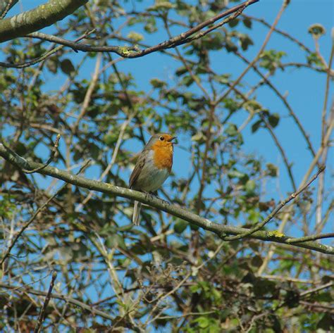 Free Images Branch Wildlife Wild Red Robin Fauna Songbird
