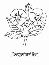 Bougainvillea Drawing Getdrawings Coloring sketch template