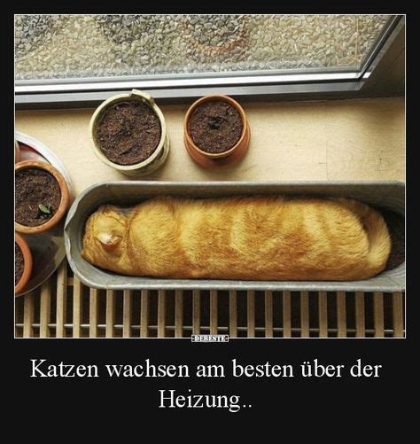 die besten 25 witzige tierbilder ideen auf pinterest lustige süße katzen bilder katzen und