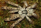 Afbeeldingsresultaten voor "trochodota Maculata". Grootte: 144 x 100. Bron: tarantulaforum.com