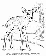 Deer Coloring Pages Animal Drawing Drawings Tailed Color Kids Printable Print Animals Wildlife Tail Mule Simple Female Colouring Wild Children sketch template