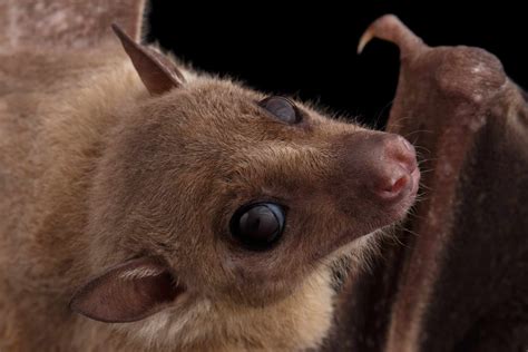 cutest bat species