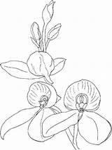 Orchid Coloring Pages Line Flower Printable Drawing Getcolorings Getdrawings sketch template