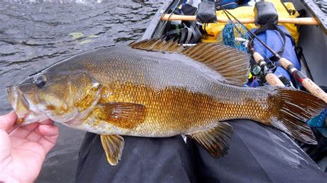 How To Identify All 9 Species Of Black Bass