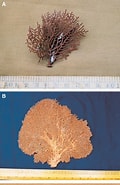 Afbeeldingsresultaten voor Verrucella. Grootte: 120 x 185. Bron: www.researchgate.net