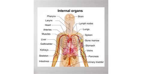 major internal organs   human body chart poster zazzle