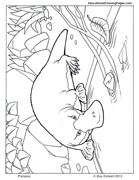 mammals book  coloring pages animal coloring pages  kids