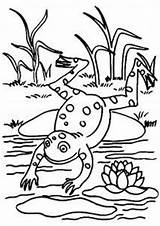 Frog Tulamama sketch template