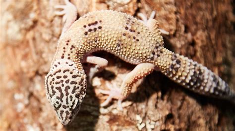 choosing   pet lizard  types  geckos pet central  chewy