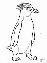 Penguin Macaroni Crested Pingwin Rockhopper Penguins Emperor Adelie Coloringhome Desenhos Kolorowanki Designlooter Coloringbay Pinguim sketch template