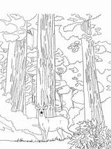 National Sequoia Park Coloring Fun Kids Votes sketch template