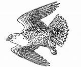 Falcon Coloring Peregrine Pages Designlooter Illustration Falco Hawk 500px 21kb Bird Ct Gov Gif sketch template