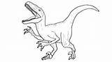Coloring Velociraptor Jurassic Printable Print sketch template