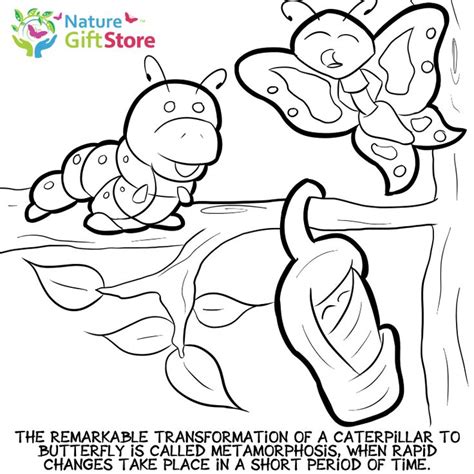 caterpillar  butterfly coloring page