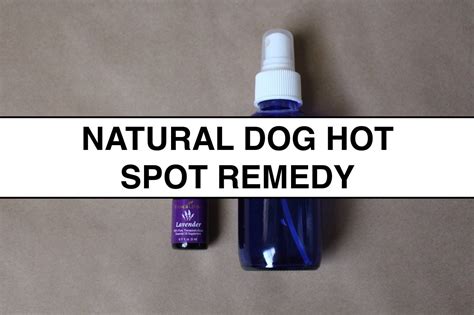 natural remedy  hot spots  dog  images dog hot spots