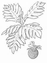 Stuffing Ulu Recipe Breadfruit Brought Polynesians Hawaiian Islands Because sketch template
