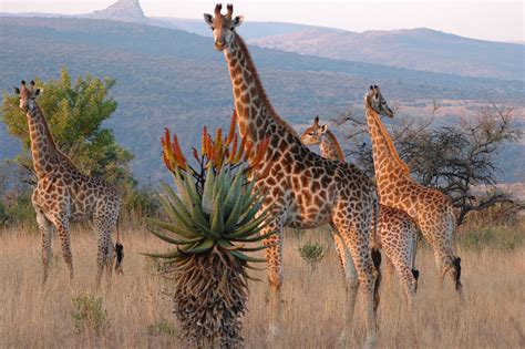 world giraffe day  june