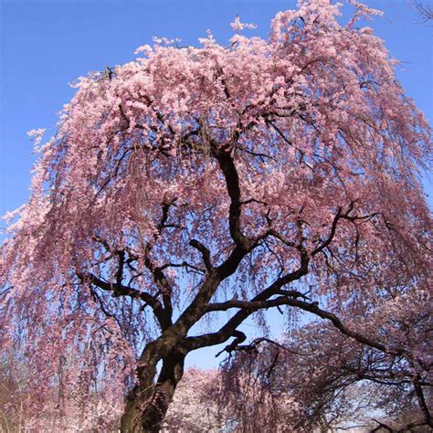 Pink Weeping Cherry Trees For Sale