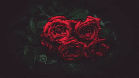 roses drops buds dark background 4k hd wallpaper