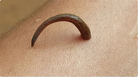 sex lives of leeches can shed light on endocrine