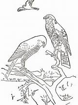 Falco Aquila sketch template