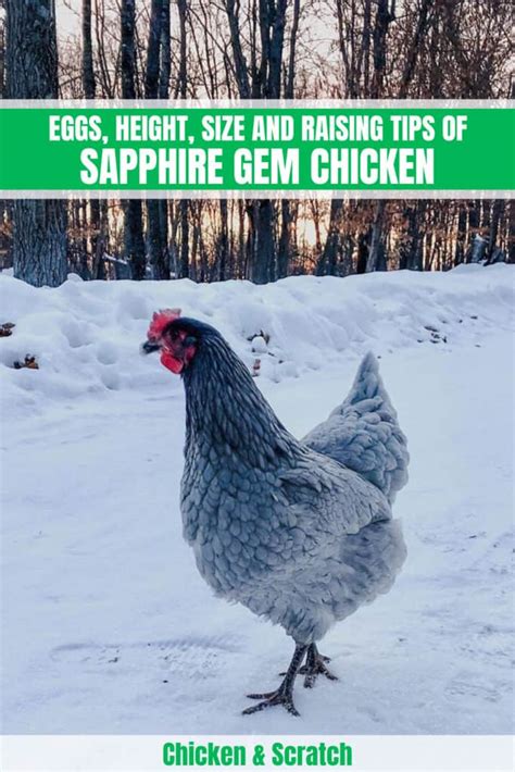 sapphire gem chicken eggs height size and raising tips