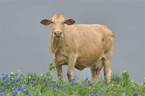 Photo 853 02 Two Fat Cows Standing In Bluebonnets On A