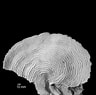 Afbeeldingsresultaten voor "agaricia Grahamae". Grootte: 96 x 95. Bron: nmita.rsmas.miami.edu
