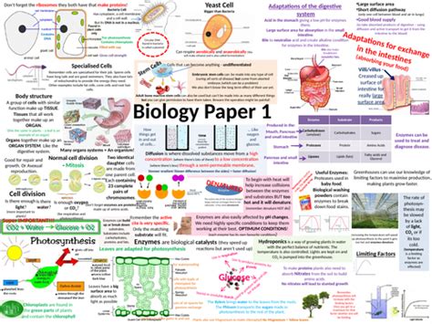 aqa biology paper  revision poster teaching resources