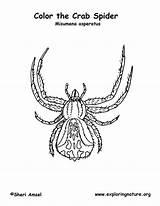 Crab Spider Coloring Spiders Colouring Pages Labeling sketch template