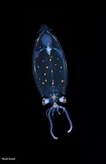 Afbeeldingsresultaten voor "megalocranchia Oceanica". Grootte: 120 x 185. Bron: www.pinterest.com