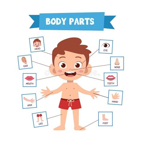 vector illustration  human body stock illustration illustration