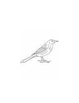 Coloring Grackle Common Large Bird America North sketch template