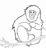 Macaco Macaque Mono Howler Macaques Ausmalbilder Monkeys Giapponese Stampare Japonés Ausmalbild sketch template