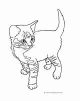 Splat Cat Pages Coloring Getcolorings sketch template