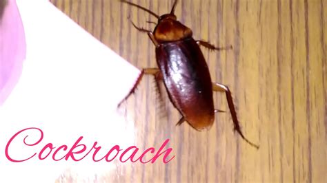 cockroach 🐜🐜🐜🐜🐝🐞 youtube