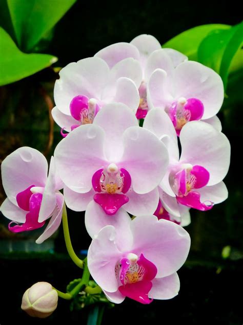 pink orchids ideas  pinterest orchid types  orchids