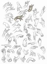 Drawing Anatomy Reference Hands Hand Study Choose Board Tutorial Drawings sketch template