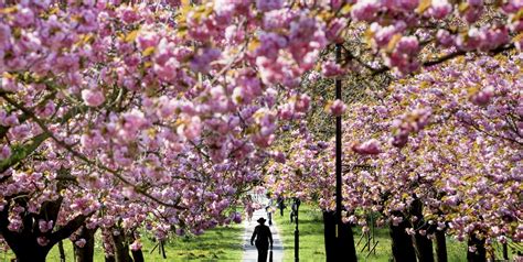 best cherry blossom festivals biggests cherry blossom celebrations