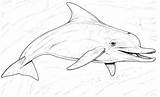 Dolphin Coloring Dolphins Pages Printable Color Kids Colouring Realistic Print Bottlenose Cliparts Supercoloring Clipart Beaked Common Long Clip Adults Drawing sketch template