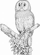 Owl Coloring Pages Barred Printable Drawing Owls Colouring Perched Color Sheets Animal Kids Print Adult Google Flying Great Tutorial Cute sketch template