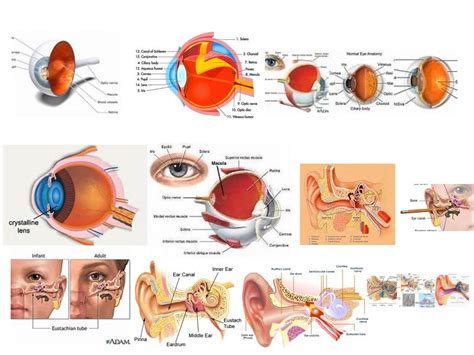 eyeear parts science health human body showme
