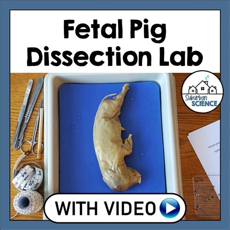 fetal pig circulatory system answers