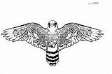 Peregrine Halcones Falcons Eagle sketch template