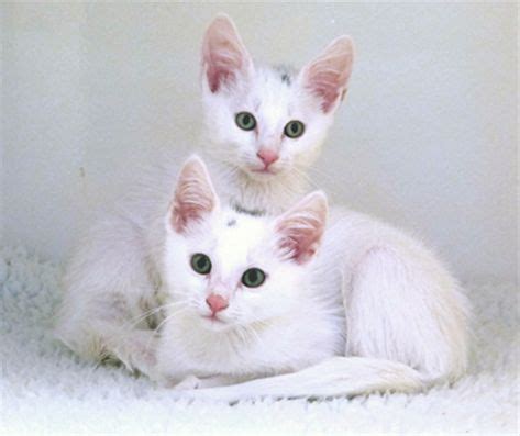 bing  wwwcatsorguk   kittens cutest baby