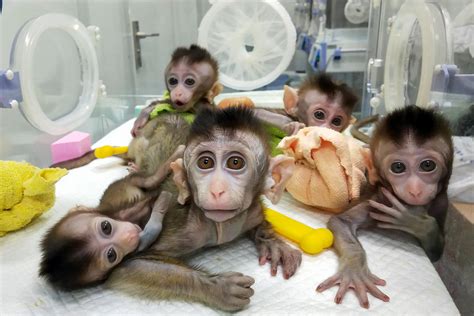 china clones gene edited monkeys  aid disorder research inquirer