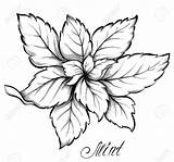 Mint Peppermint Drawing Leaf Getdrawings sketch template