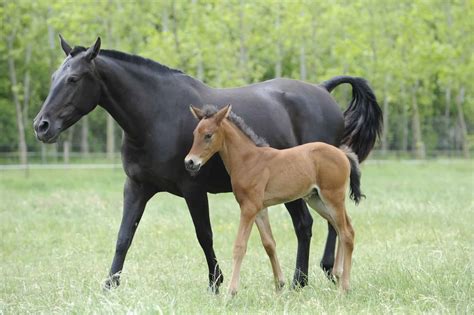 ride  mare  foaling horse  rider