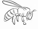 Colorear Wasp Avispas Abelha Facil Abelhas Designlooter Insects sketch template